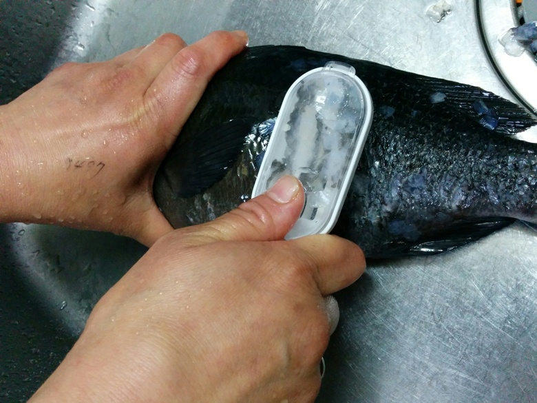 メジナウロコ取り