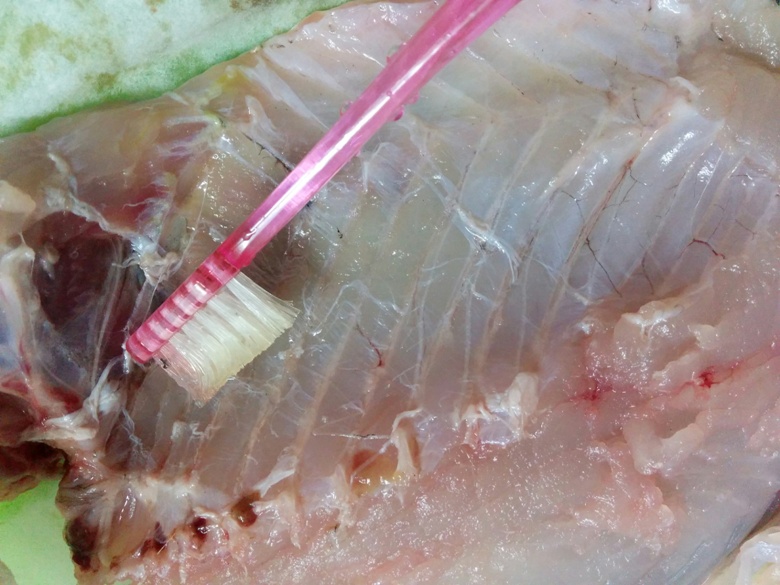 メジナ薄皮取り