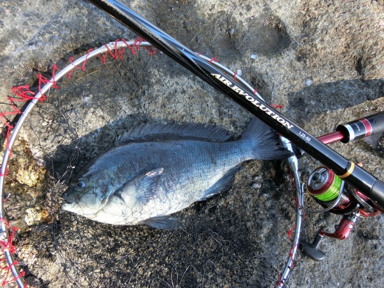 エア エボリューション