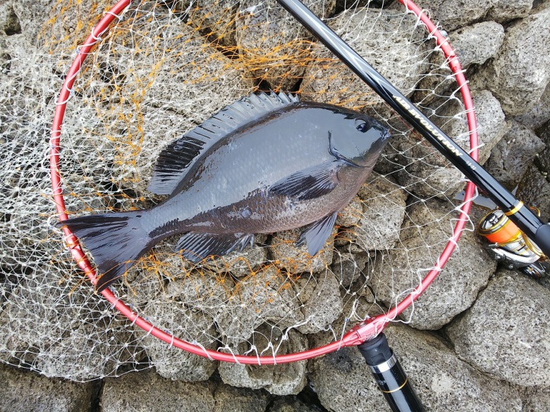 エア エボリューション