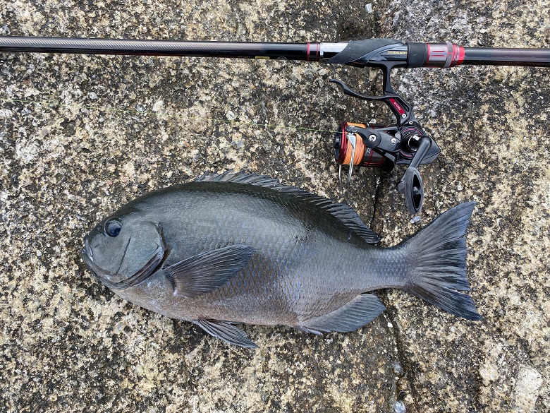 シグナスとラグザス