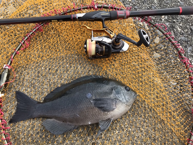 シグナスとラグザス