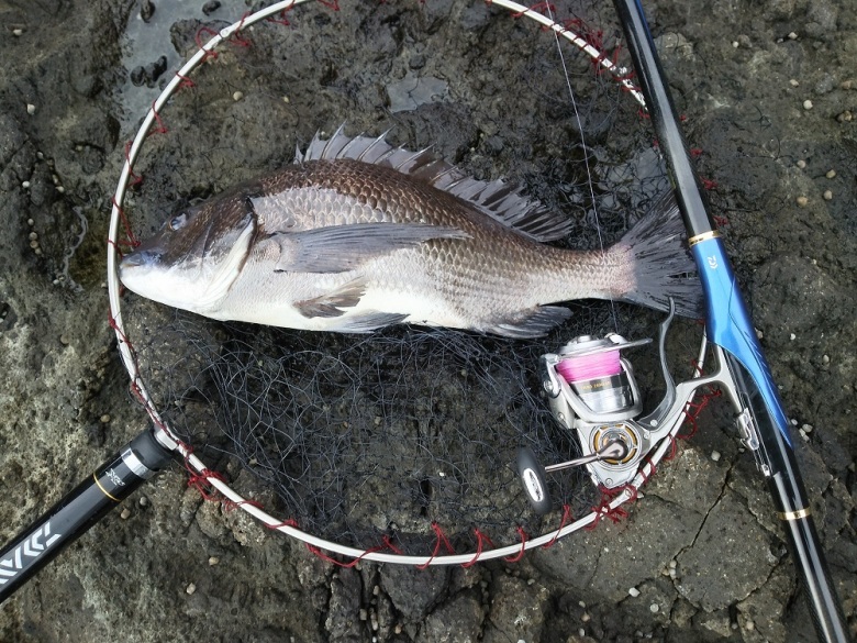 NEWトライソインプレッション