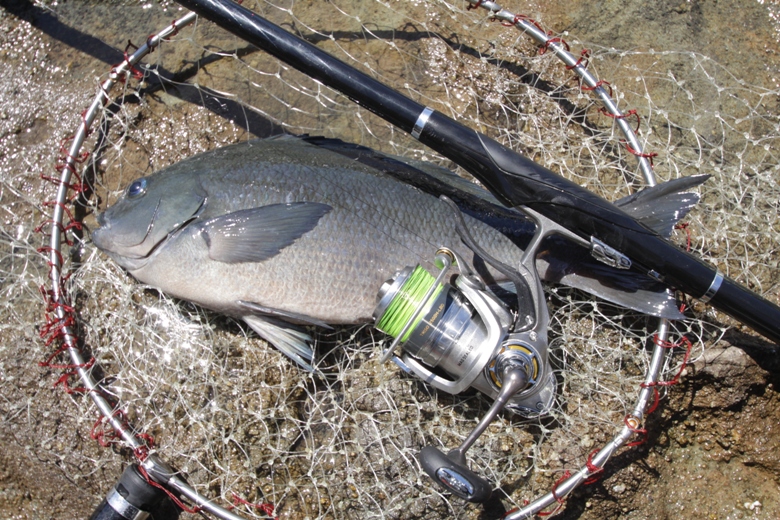 ＮＥＷトライソ